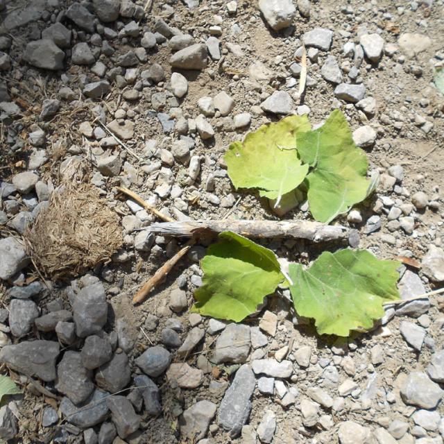 Ecole Freissinières - projet 2016-2017 avec le Parc national des Ecrins sur les insectes