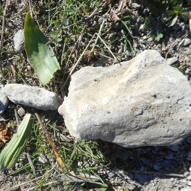 jeunes découvreurs de Champcella - sortie 1 avec le Parc national des Ecrins - octobre 2016