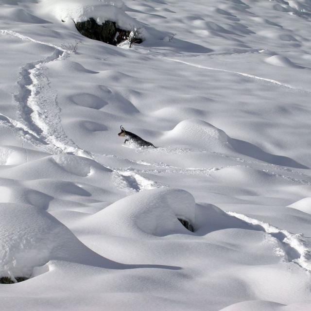 chamois dans la neige - photo  JPTelmon-PNEcrins