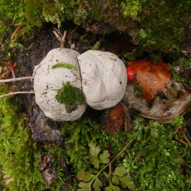 Jeunes découvreurs de la Motte en Champsaur - projet pédagogique avec le Parc national des Ecrins - 2016-2017