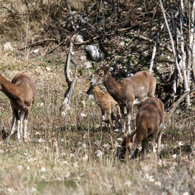 projet pédagogique Freney d'Oisans avec le Parc national des Ecrins - animaux sauvages - 2017-2018