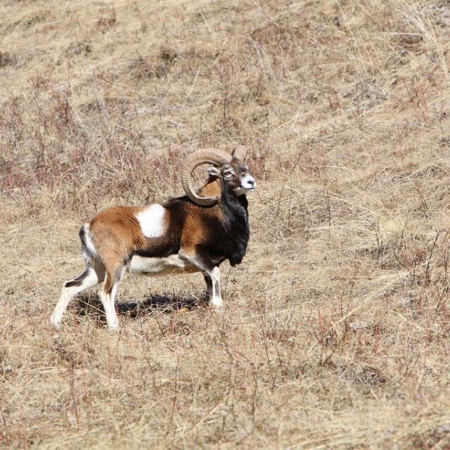 projet pédagogique Freney d'Oisans avec le Parc national des Ecrins - animaux sauvages - 2017-2018