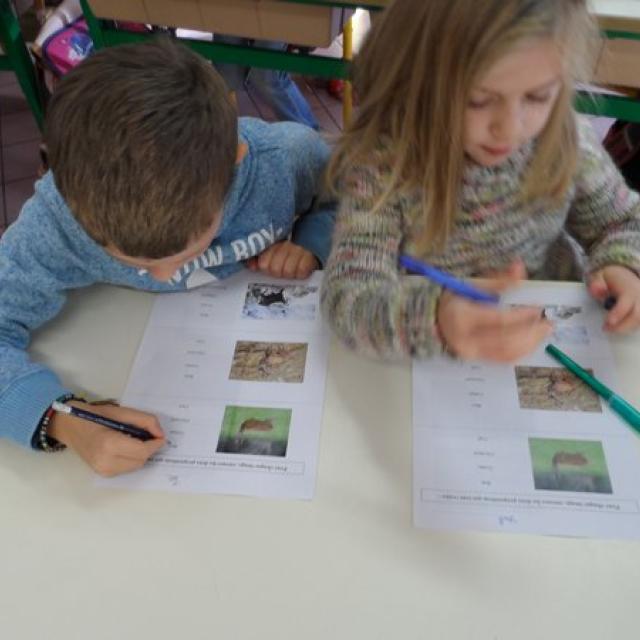 projet pédagogique Freney d'Oisans avec le Parc national des Ecrins - animaux sauvages - 2017-2018