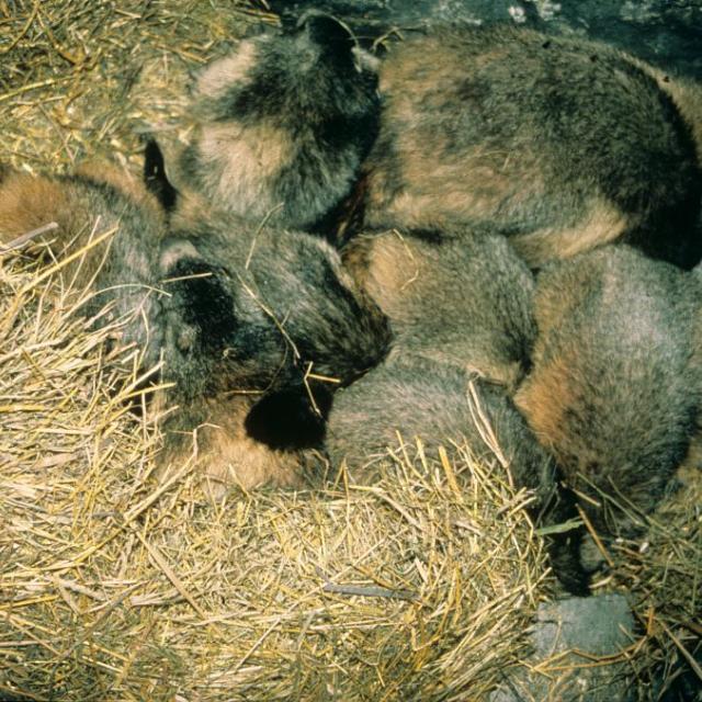 projet pédagogique Freney d'Oisans avec le Parc national des Ecrins - animaux sauvages - 2017-2018