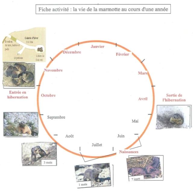 projet pédagogique Freney d'Oisans avec le Parc national des Ecrins - animaux sauvages - 2017-2018