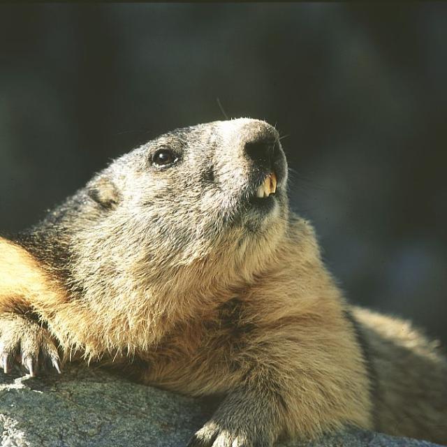 projet pédagogique Freney d'Oisans avec le Parc national des Ecrins - animaux sauvages - 2017-2018