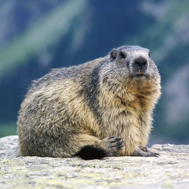 projet pédagogique Freney d'Oisans avec le Parc national des Ecrins - animaux sauvages - 2017-2018