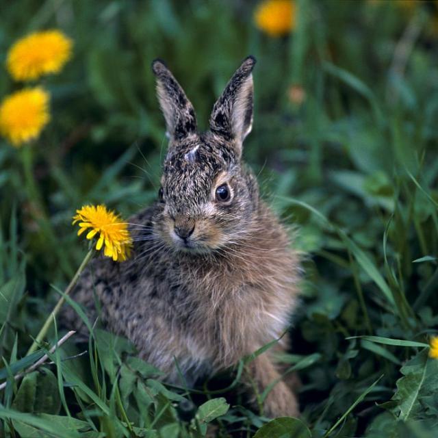 Lièvre variable - projet pédagogique Freney d'Oisans avec le Parc national des Ecrins - animaux sauvages - 2017-2018