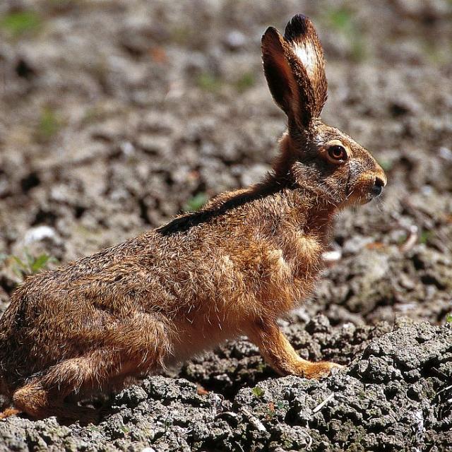 Lièvre commun - projet pédagogique Freney d'Oisans avec le Parc national des Ecrins - animaux sauvages - 2017-2018