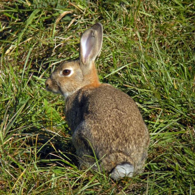 Lapin de garenne - projet pédagogique Freney d'Oisans avec le Parc national des Ecrins - animaux sauvages - 2017-2018