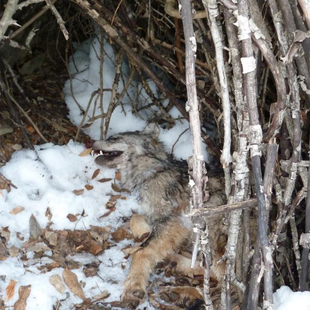 Un louvard trouvé mort lors de la Séance traces, janvier 2018 avec le Parc national des Ecrins - ecole Freissinières 