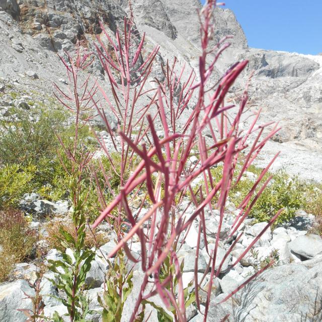 Sortie au glacier Blanc pour CM de Vallouise, sept 2019