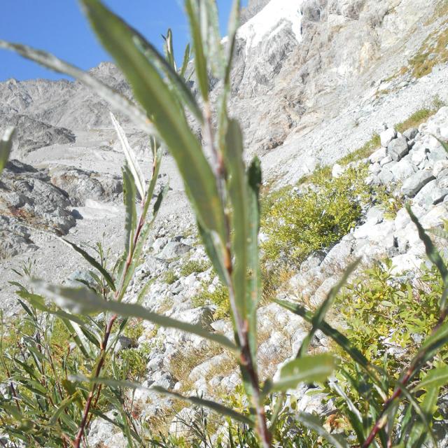 Sortie au glacier Blanc pour CM de Vallouise, sept 2019