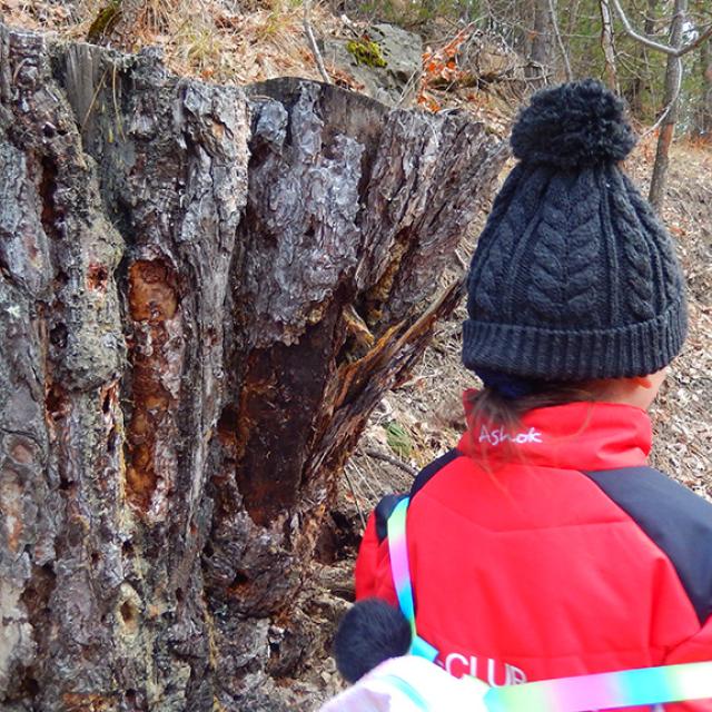 Vigie école oiseaux des jardins - ecole pont du fossé avec le Parc national des Ecrins - 2019/2020